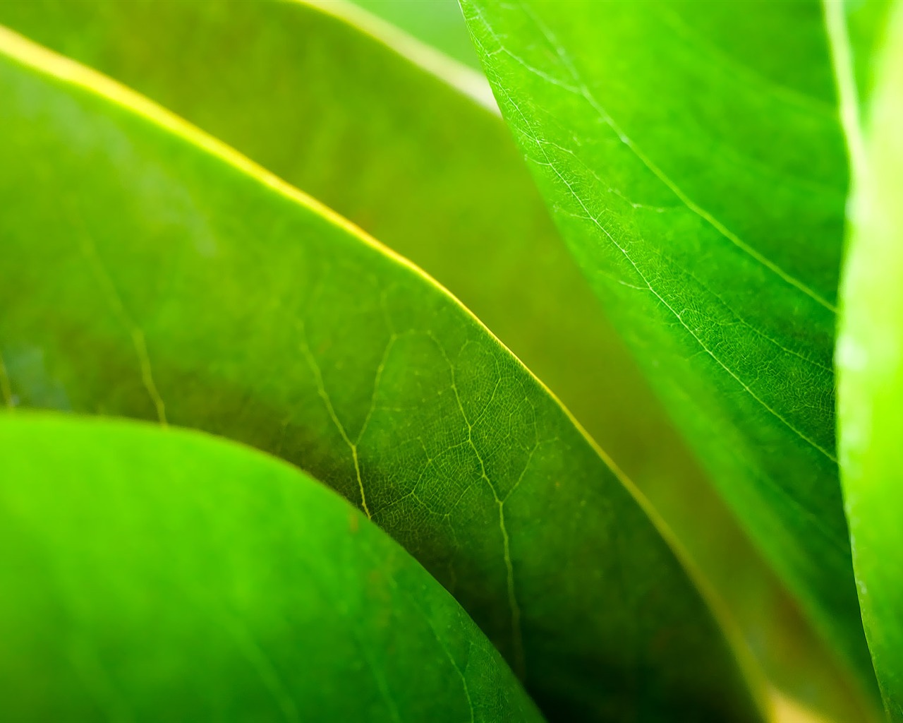 寬屏高清植物壁紙 #34 - 1280x1024