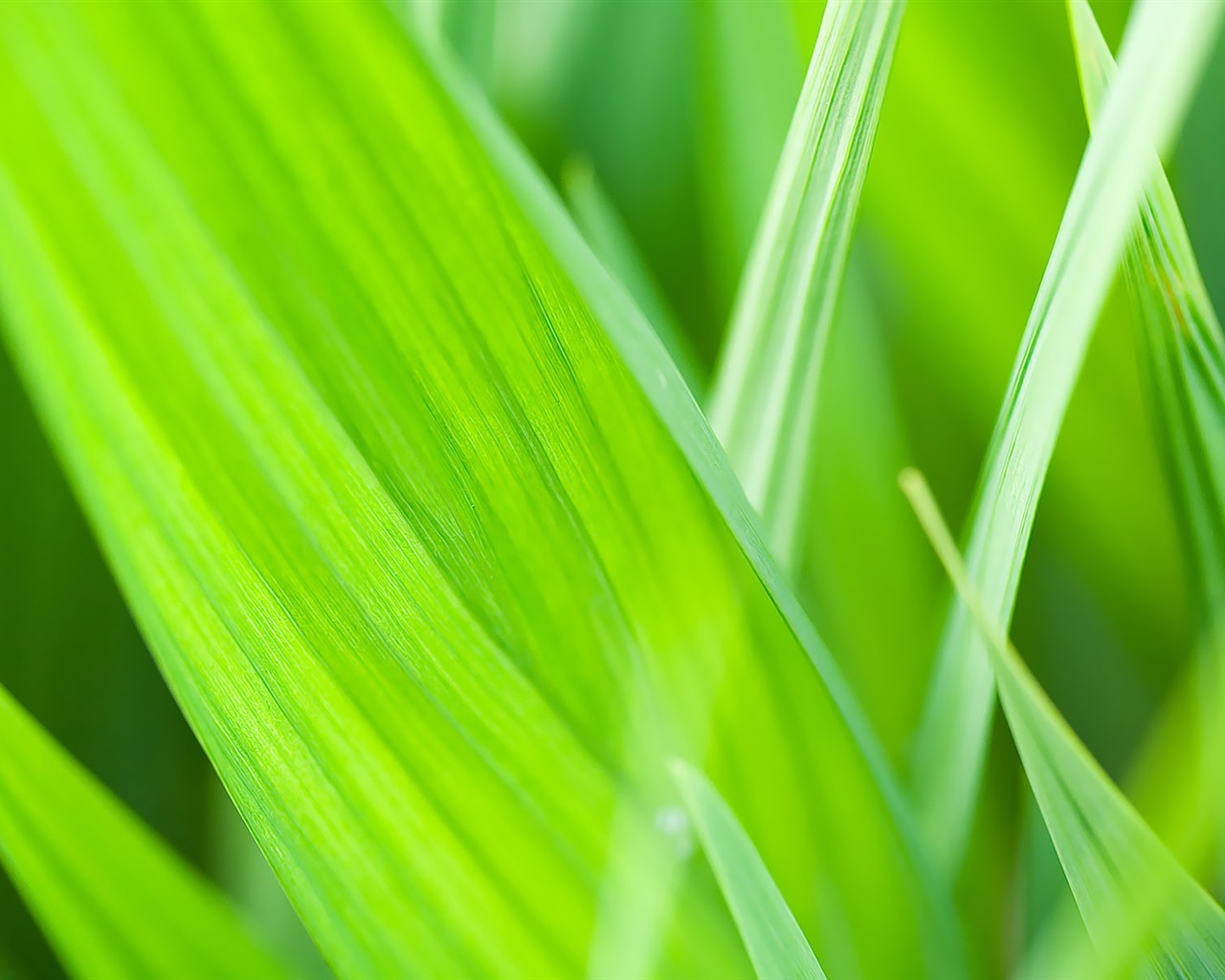 寬屏高清植物壁紙 #36 - 1280x1024