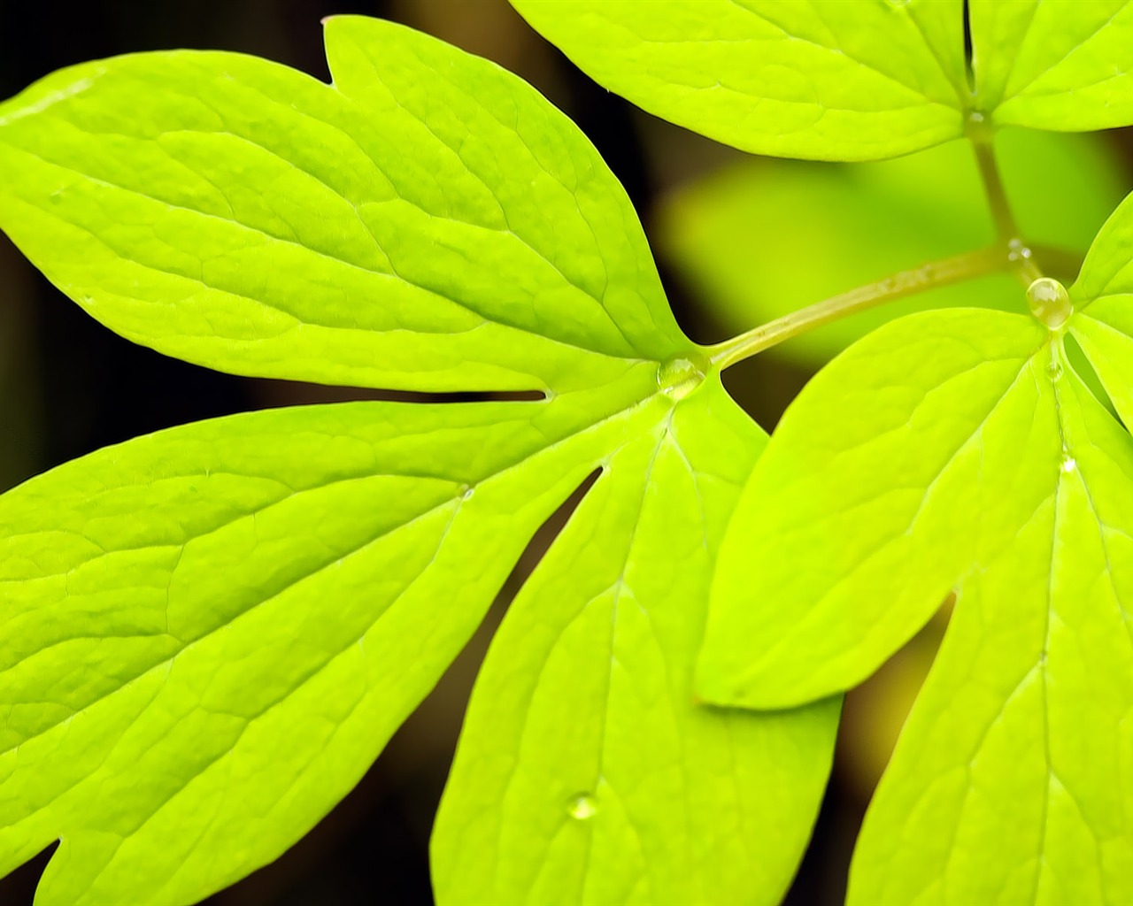 寬屏高清植物壁紙 #38 - 1280x1024