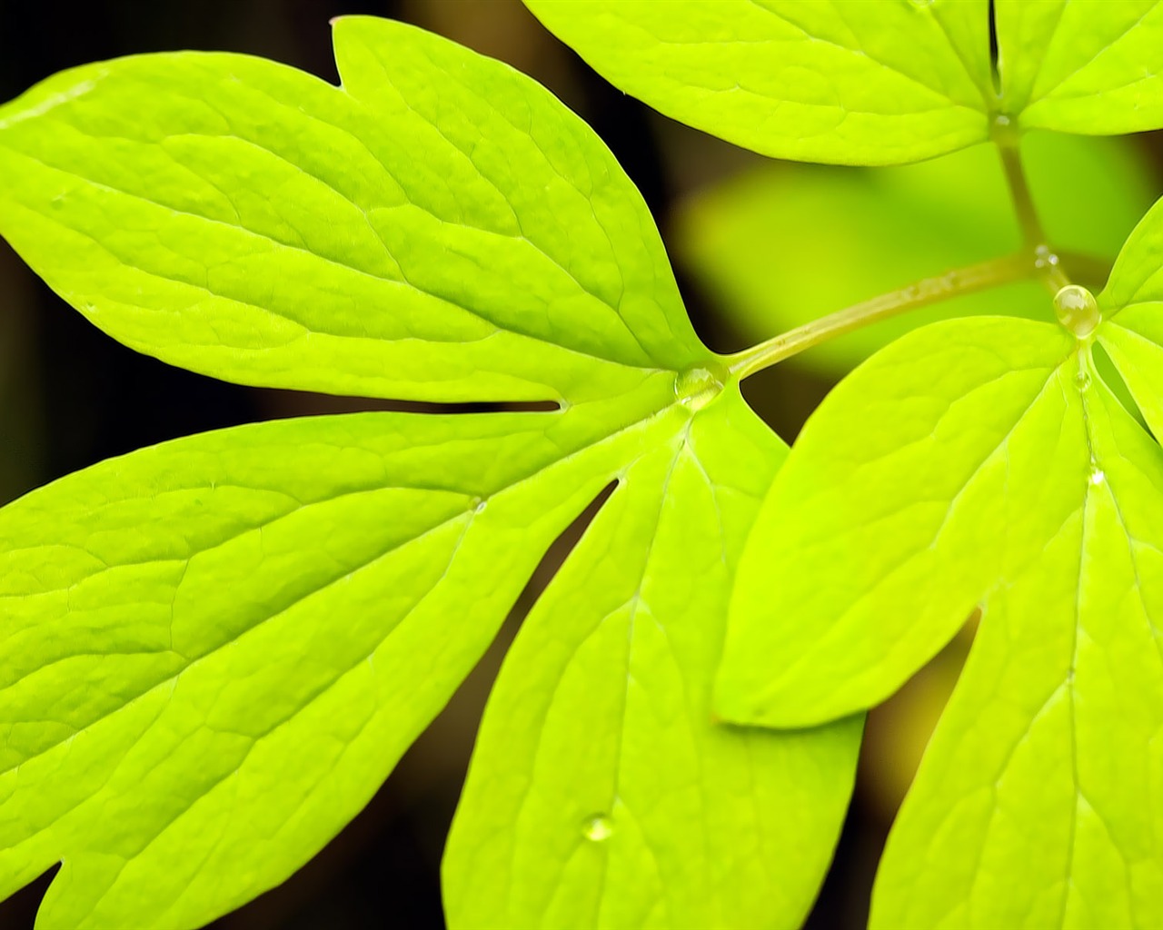 Widescreen HD wallpapers Plants #38 - 1280x1024