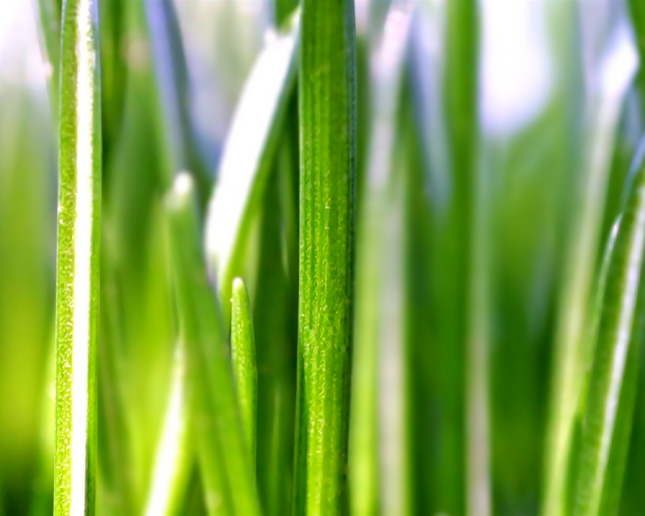 寬屏高清植物壁紙 #39 - 1280x1024
