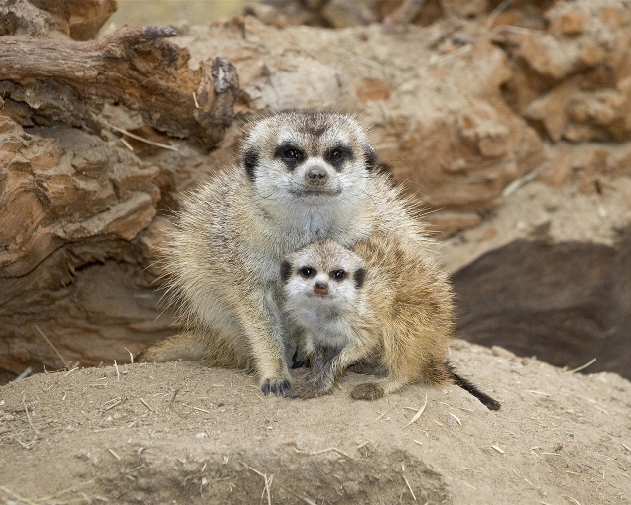 Animal affection wallpaper album (1) #5 - 1280x1024