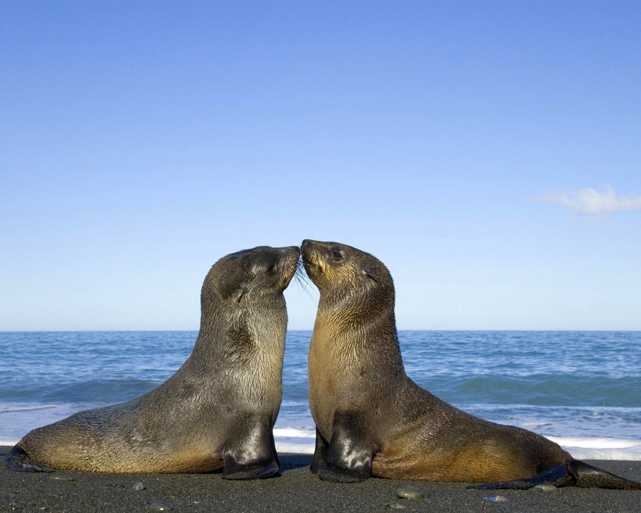 Animal affection wallpaper album (1) #17 - 1280x1024