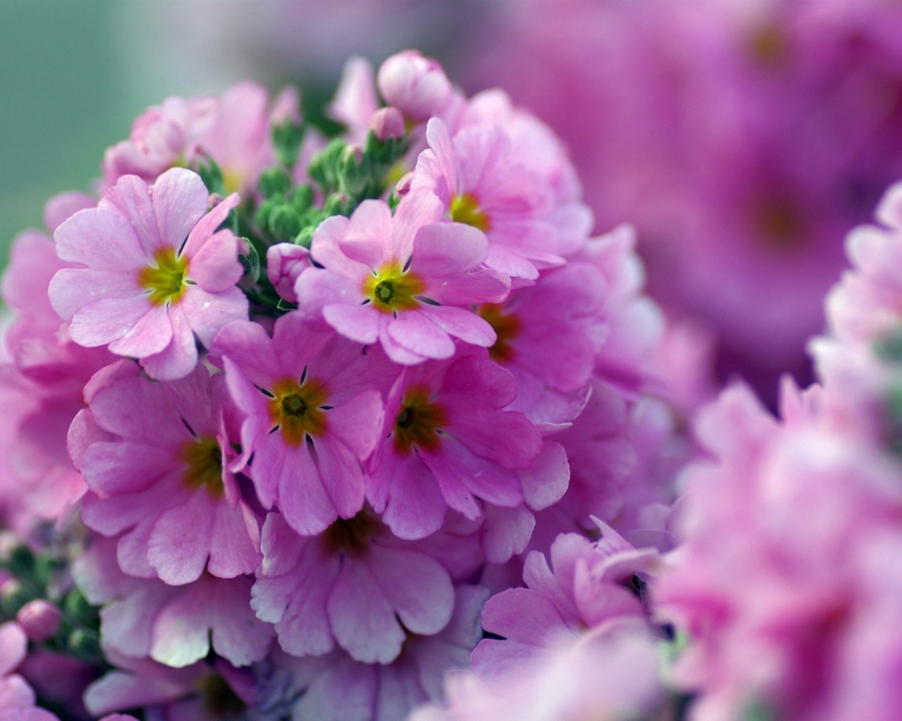 個人花卉攝影高清壁紙 #21 - 1280x1024