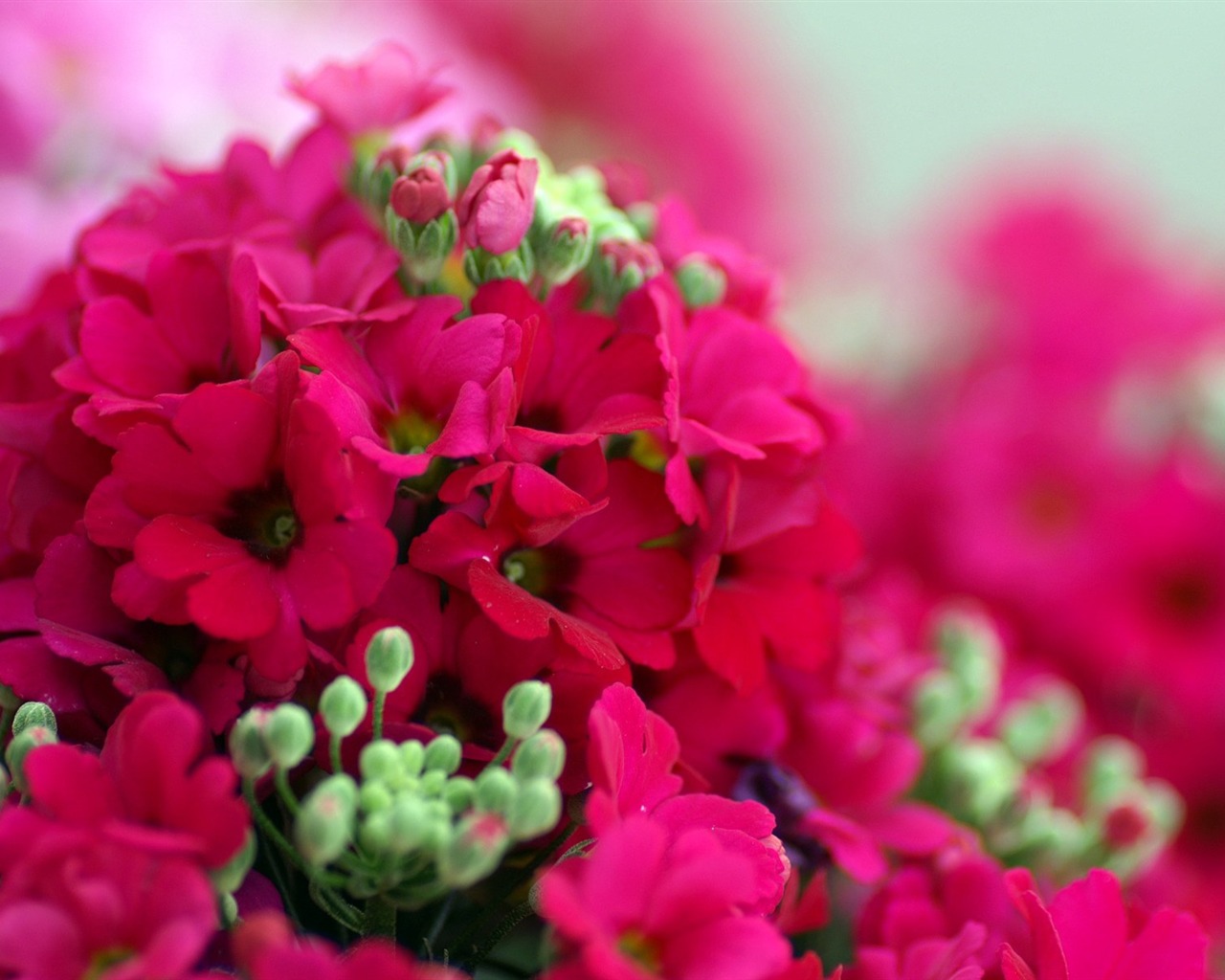 Personal Flowers HD Wallpapers #27 - 1280x1024