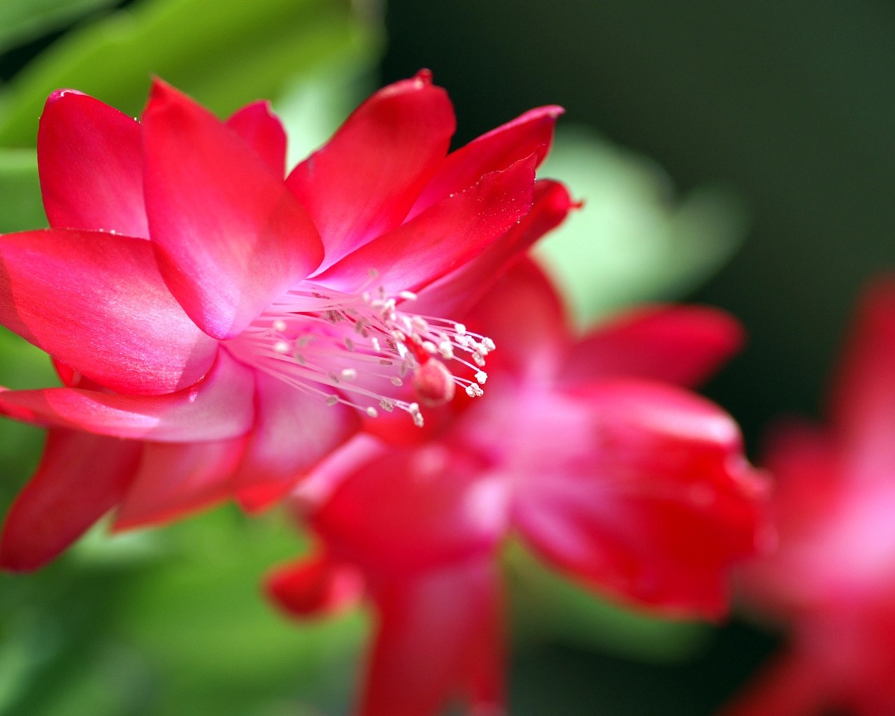 個人花卉攝影高清壁紙 #30 - 1280x1024