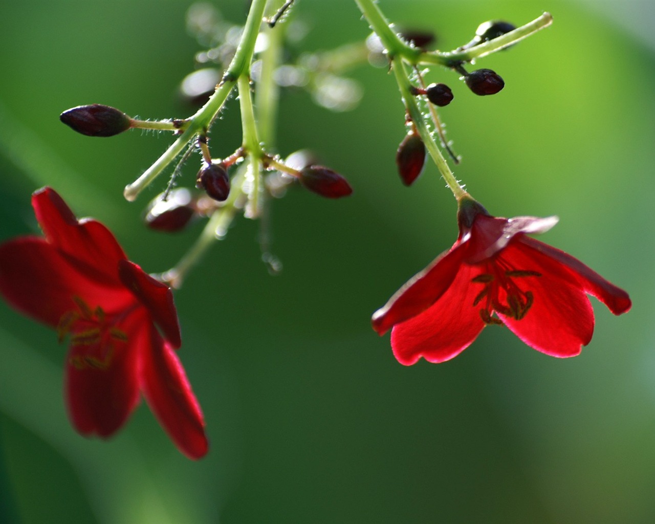 個人花卉攝影高清壁紙 #32 - 1280x1024