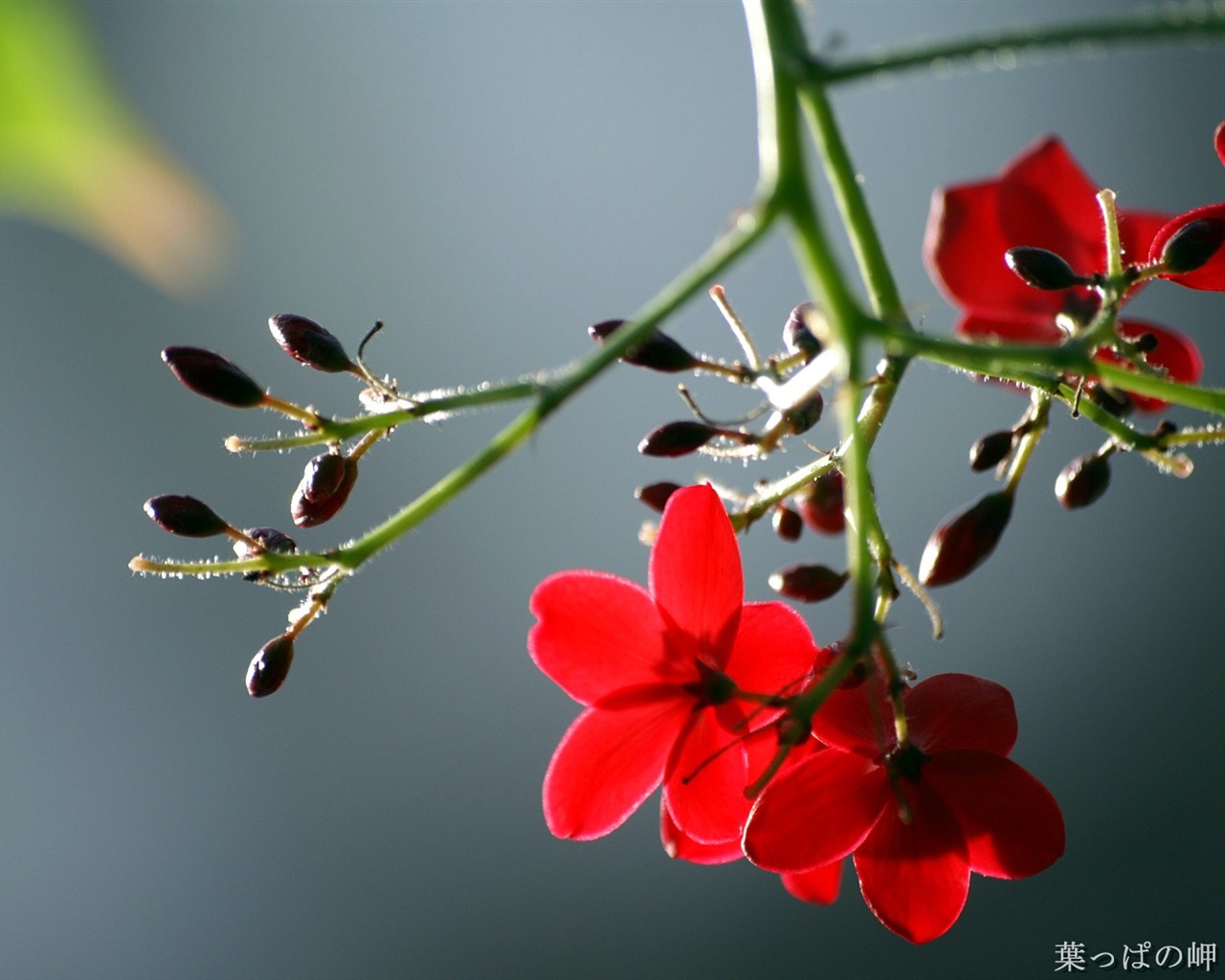 Fleurs personnel HD Wallpapers #33 - 1280x1024