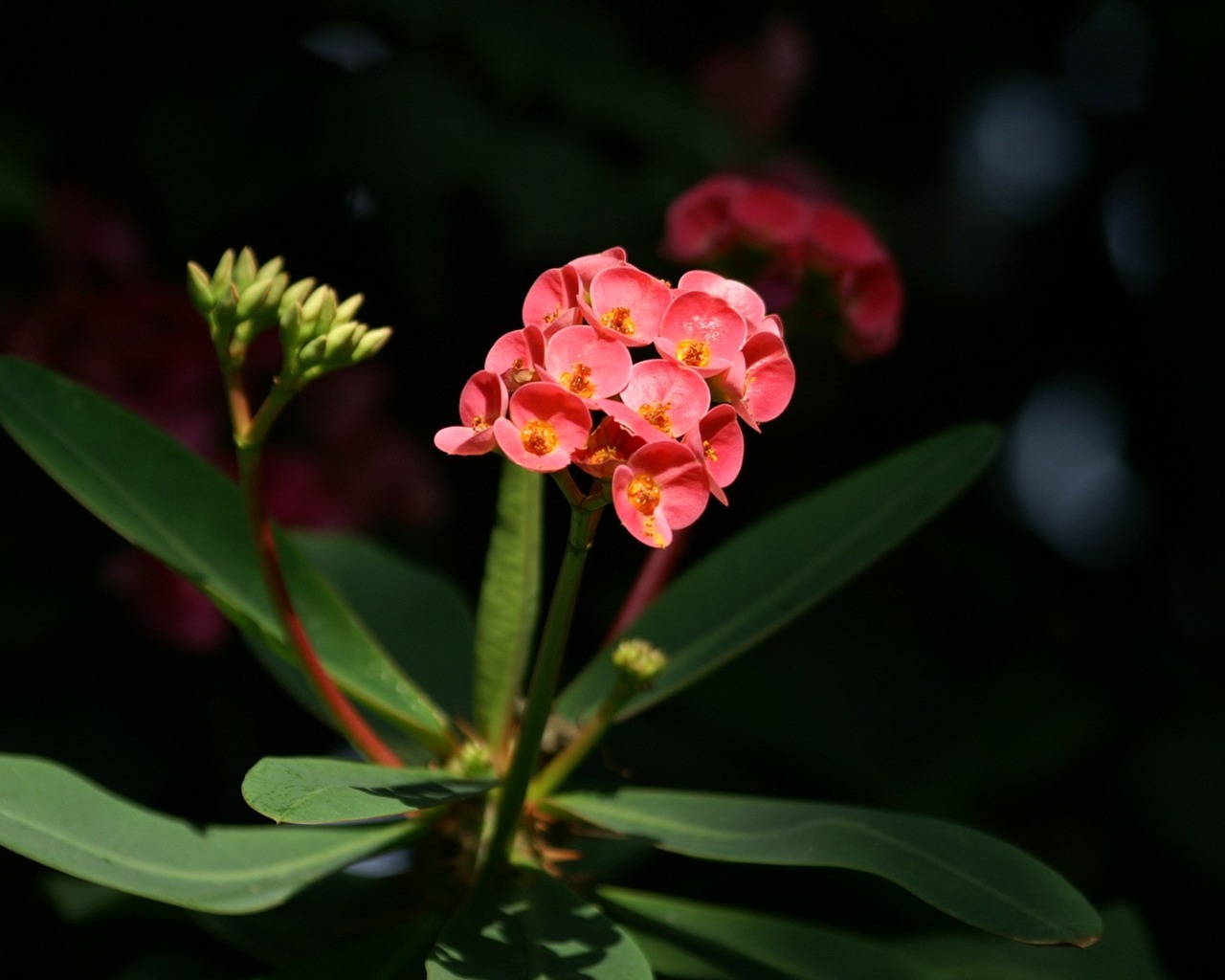 个人花卉摄影高清壁纸34 - 1280x1024