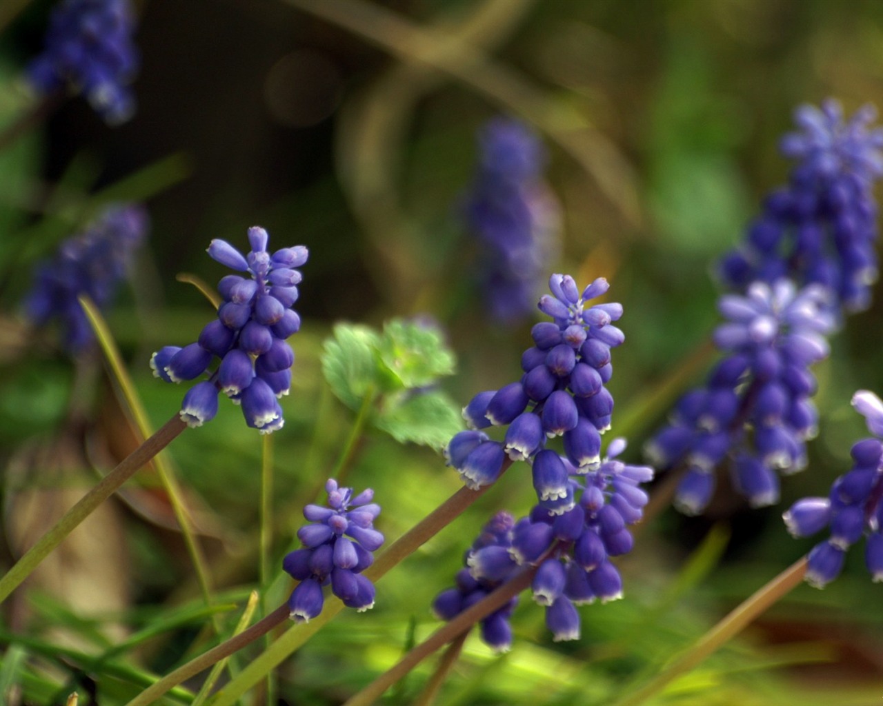 個人花卉攝影高清壁紙 #38 - 1280x1024