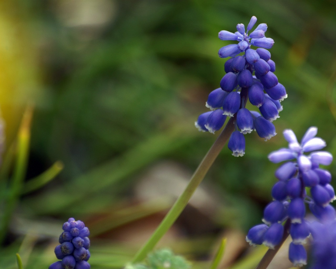 個人花卉攝影高清壁紙 #39 - 1280x1024