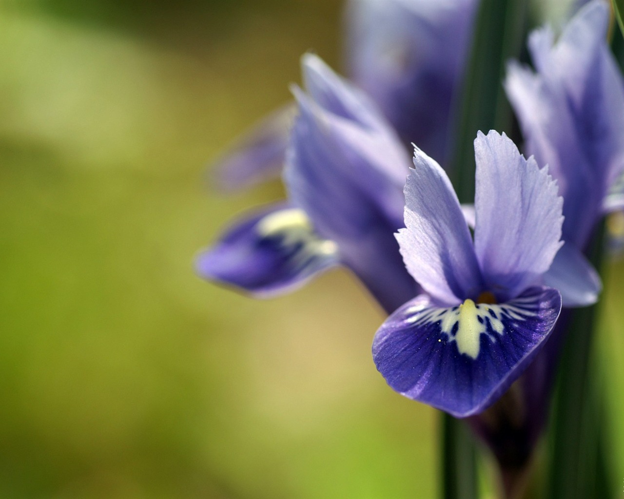個人花卉攝影高清壁紙 #40 - 1280x1024