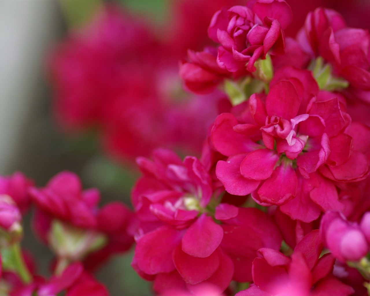 個人花卉攝影高清壁紙 #41 - 1280x1024