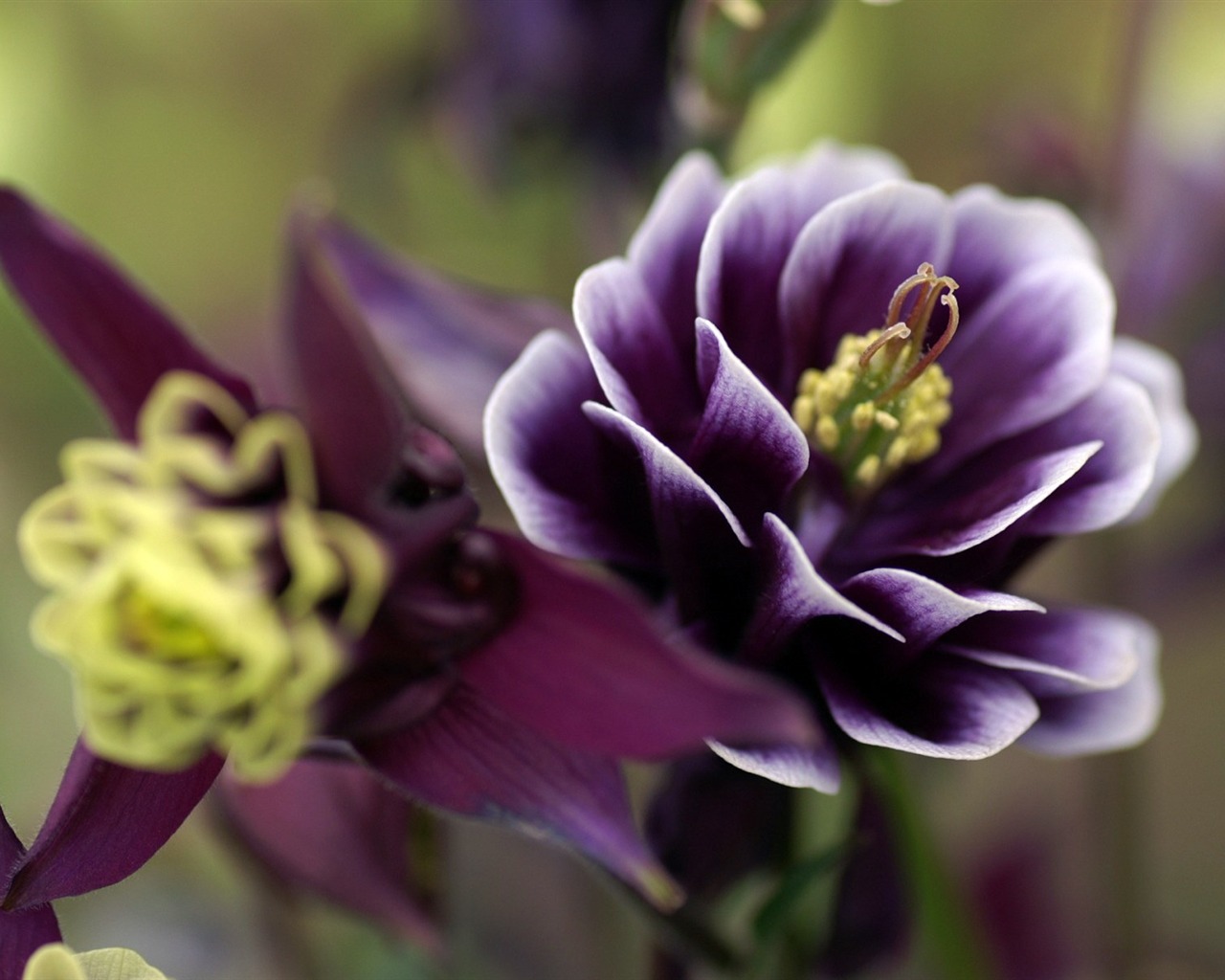 Osobní Květiny HD Tapety na plochu #42 - 1280x1024