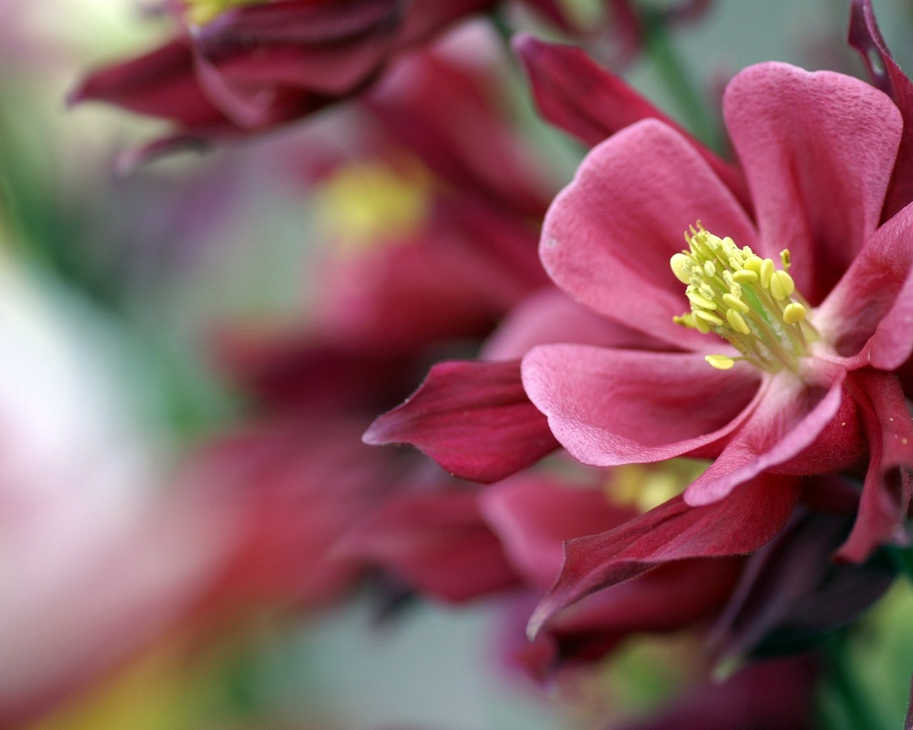 個人花卉攝影高清壁紙 #43 - 1280x1024