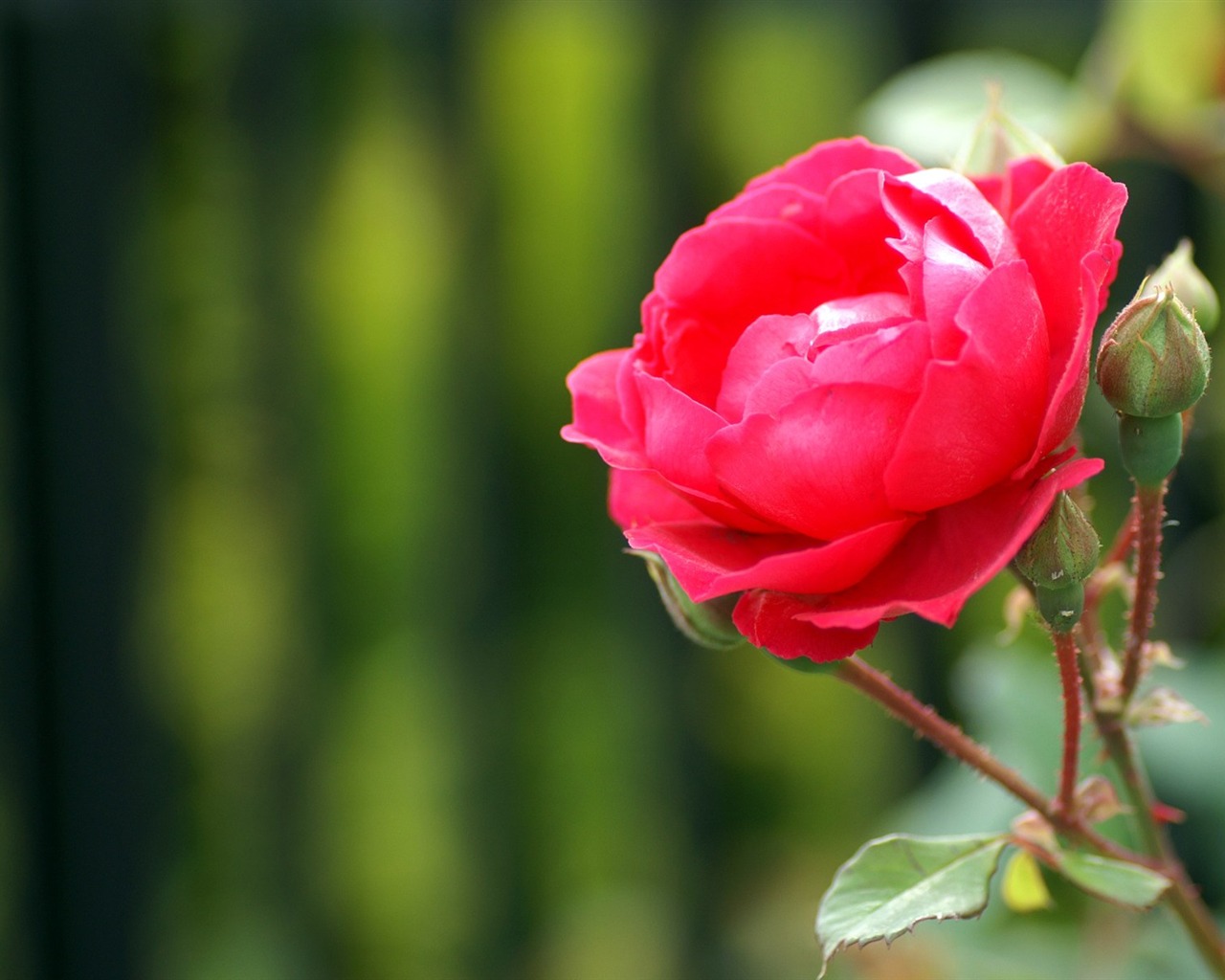 個人花卉攝影高清壁紙 #44 - 1280x1024