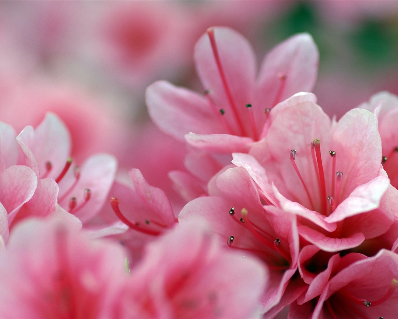 個人花卉攝影高清壁紙 #45 - 1280x1024