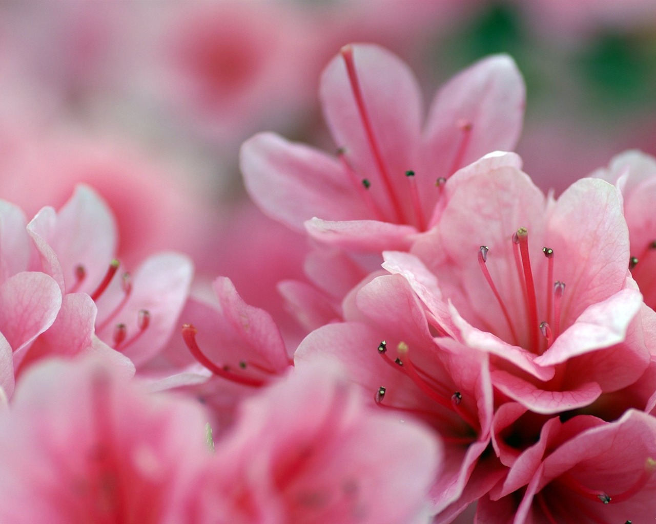 Fleurs personnel HD Wallpapers #45 - 1280x1024