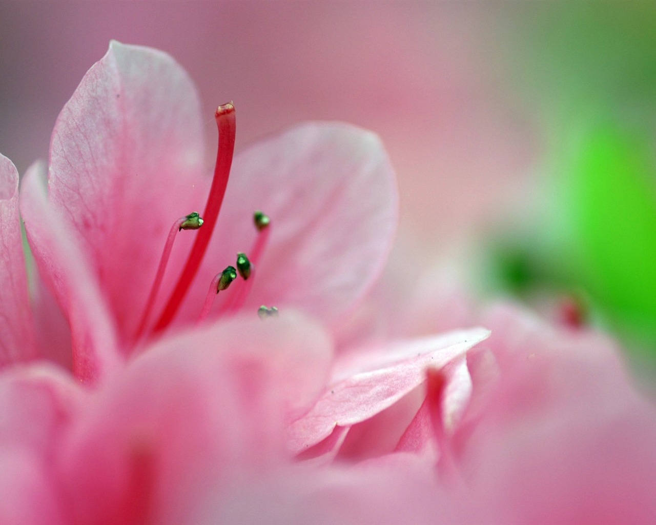 個人花卉攝影高清壁紙 #46 - 1280x1024