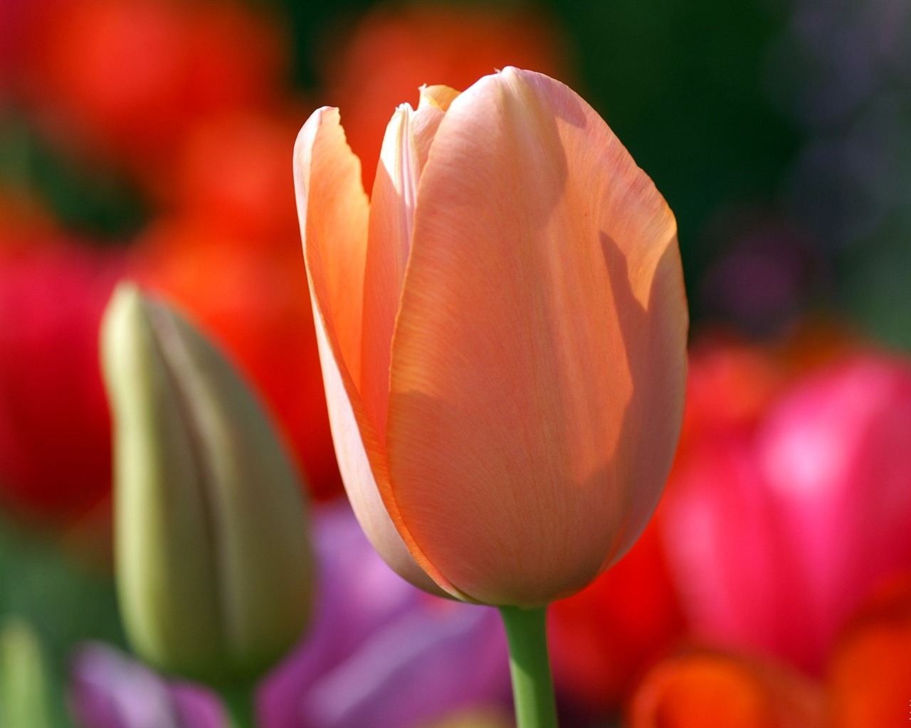 Osobní Květiny HD Tapety na plochu #47 - 1280x1024