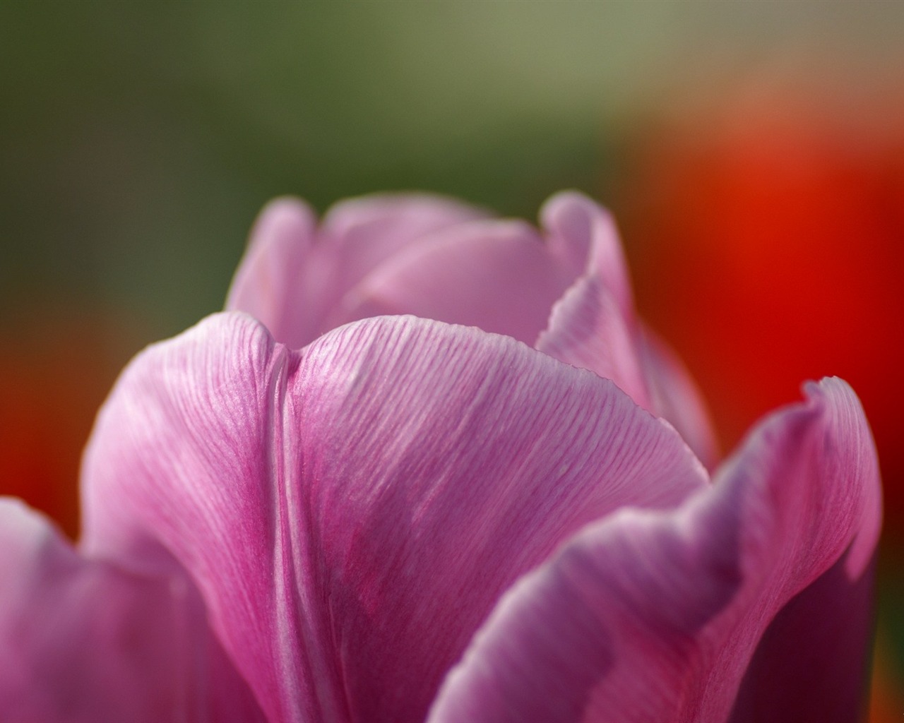個人花卉攝影高清壁紙 #48 - 1280x1024