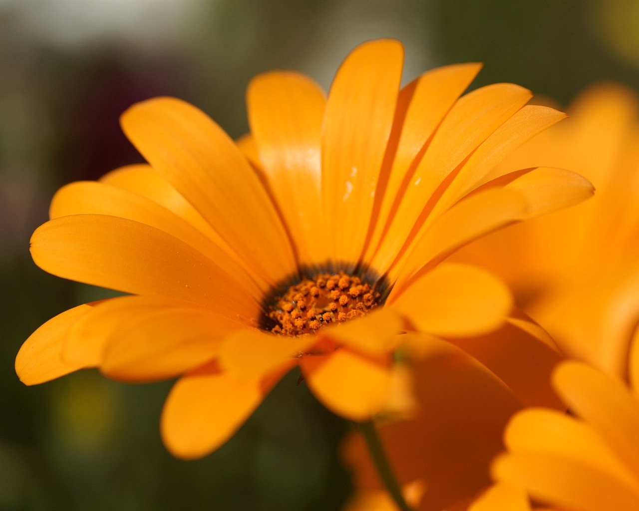個人花卉攝影高清壁紙 #49 - 1280x1024