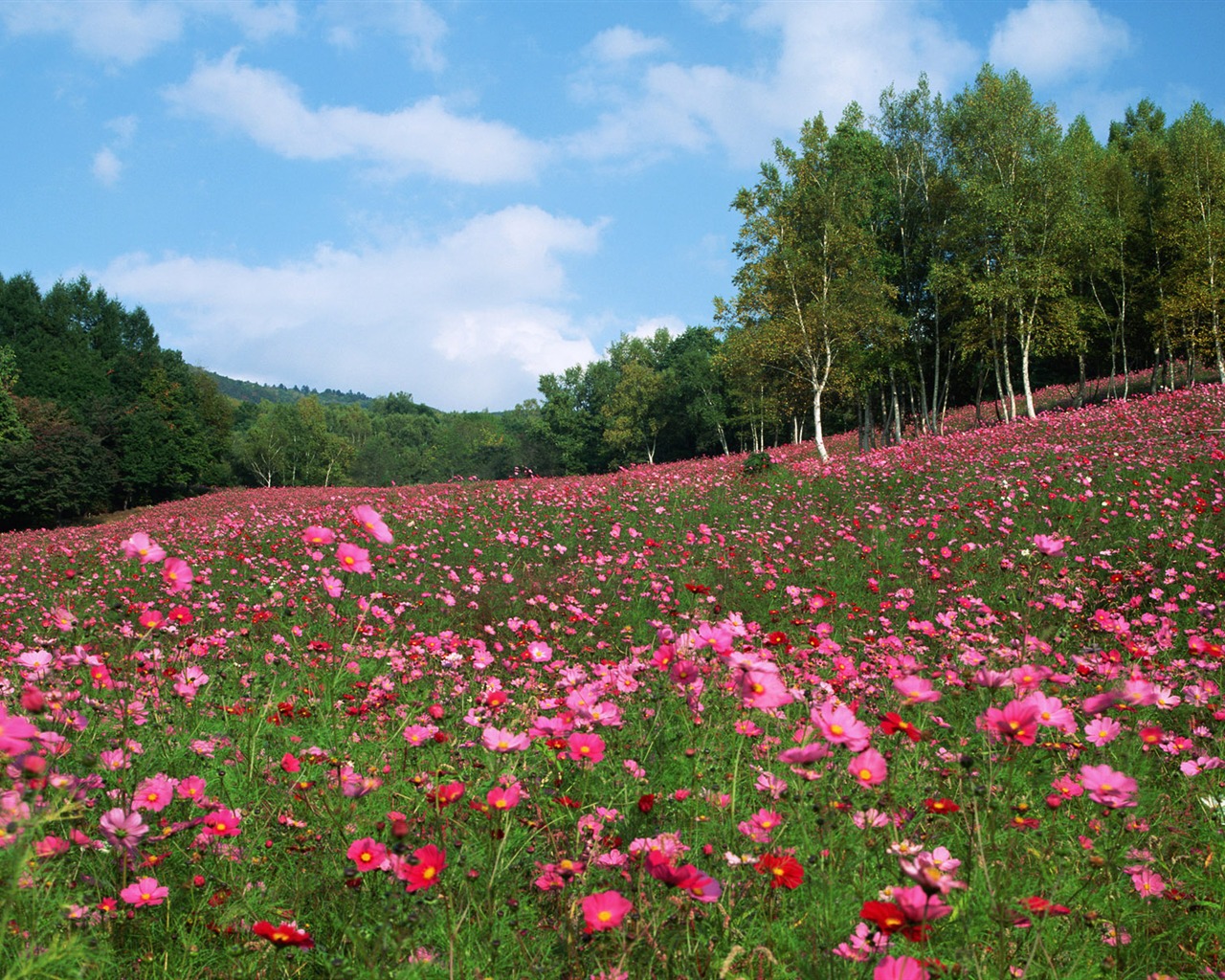 Blue sky white clouds and flowers wallpaper #1 - 1280x1024
