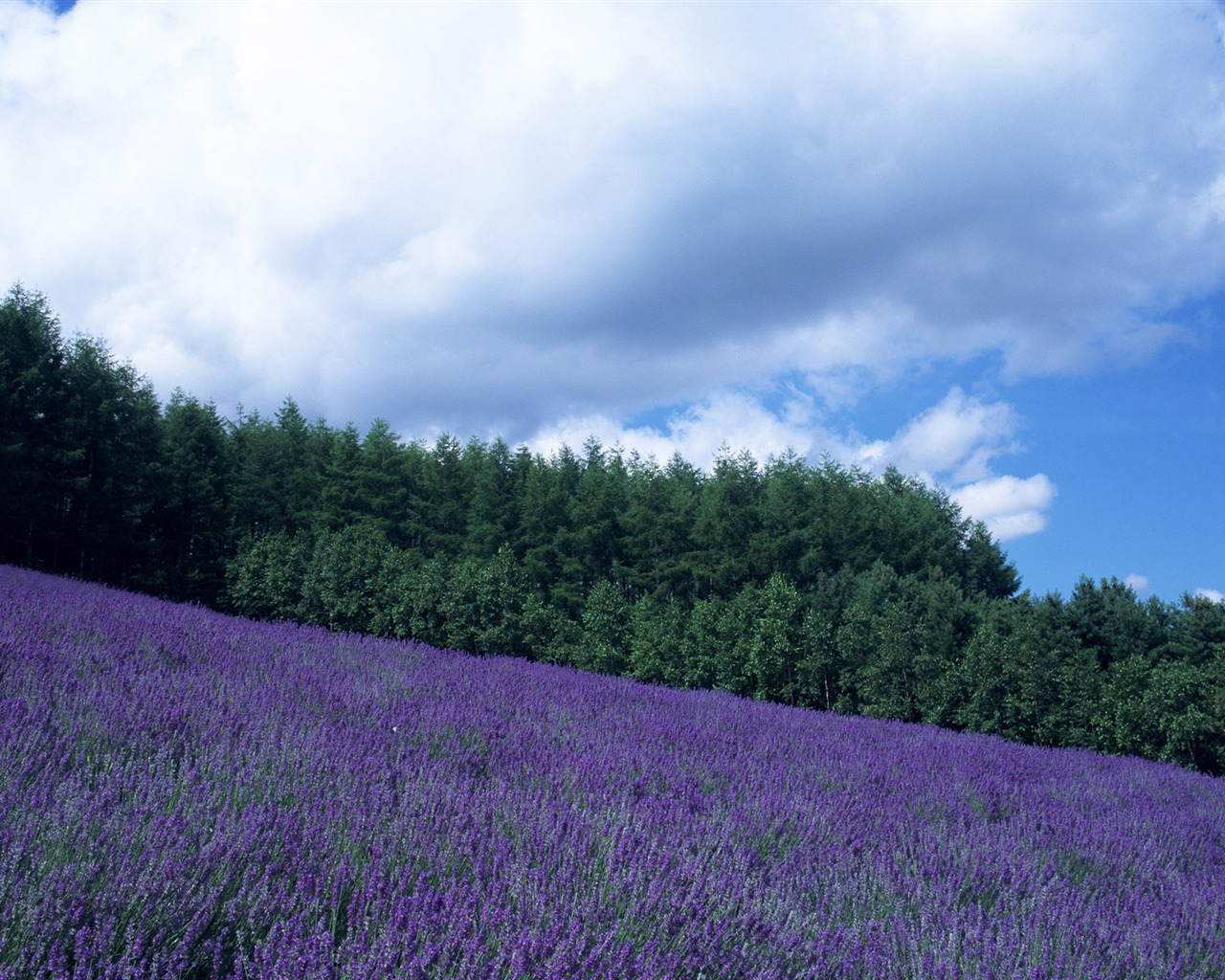 Blauer Himmel, weiße Wolken und Blumen Wallpaper #2 - 1280x1024