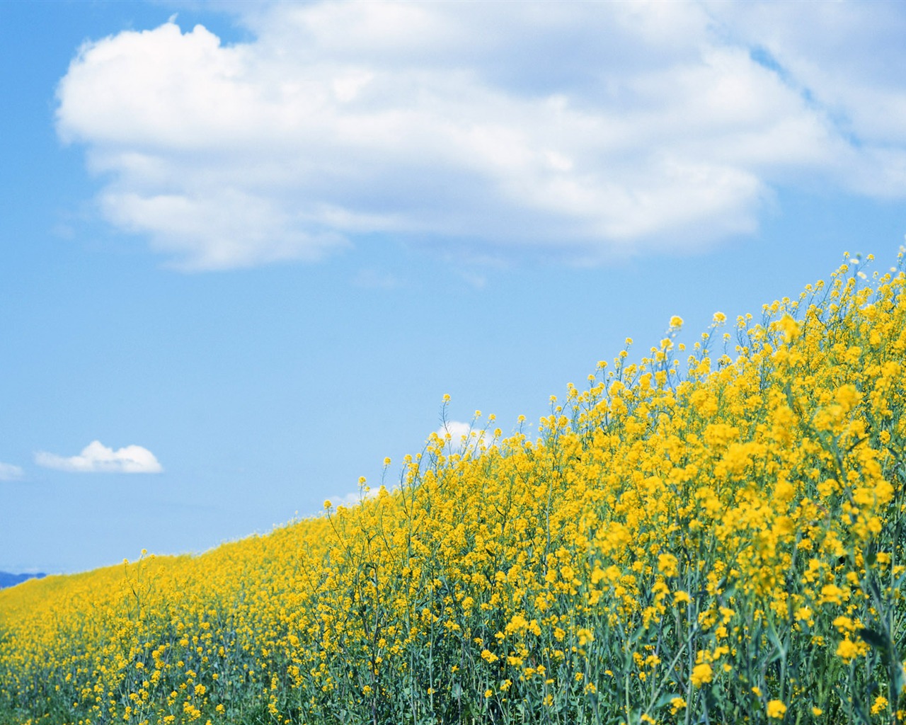 Blauer Himmel, weiße Wolken und Blumen Wallpaper #3 - 1280x1024