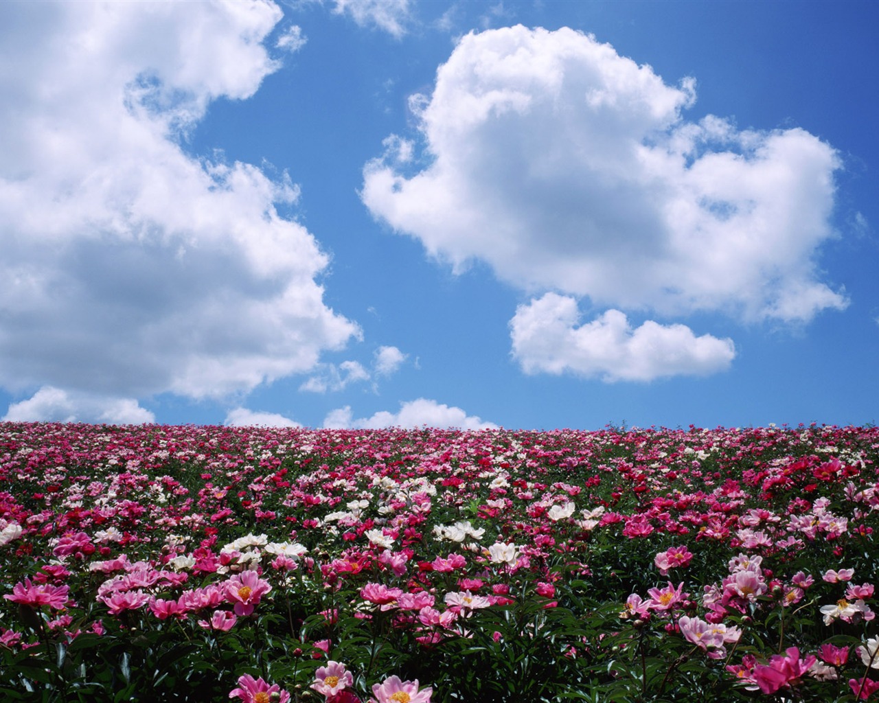 Blauer Himmel, weiße Wolken und Blumen Wallpaper #4 - 1280x1024