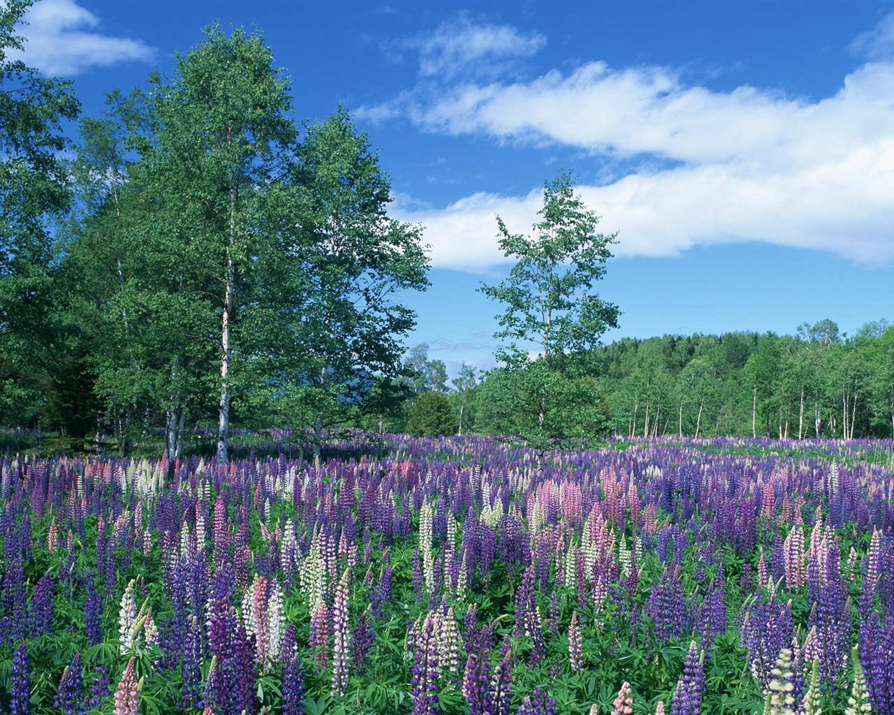 Blauer Himmel, weiße Wolken und Blumen Wallpaper #5 - 1280x1024