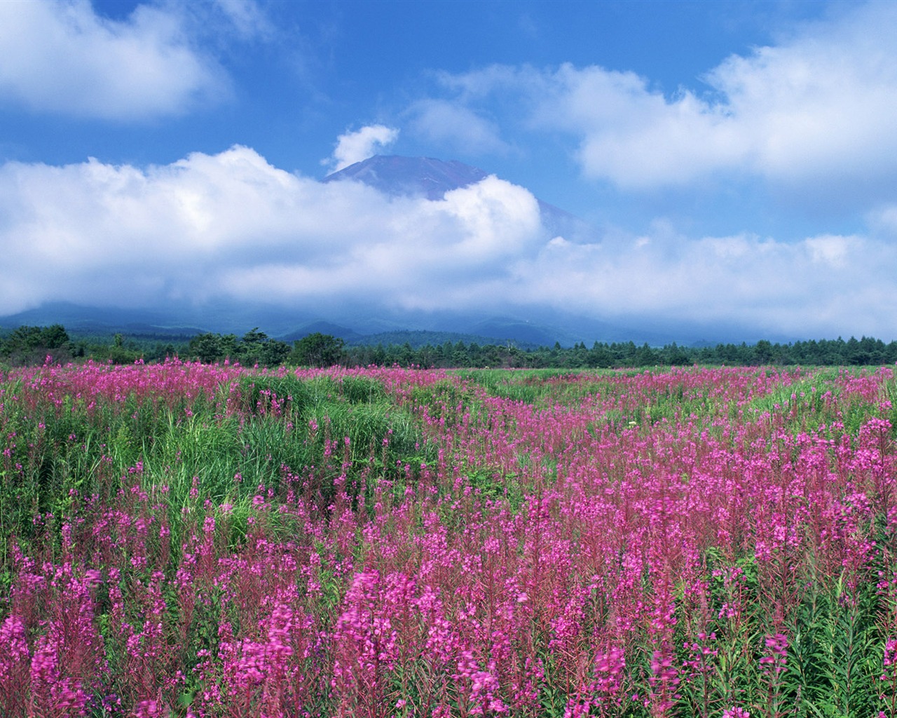 Blauer Himmel, weiße Wolken und Blumen Wallpaper #6 - 1280x1024