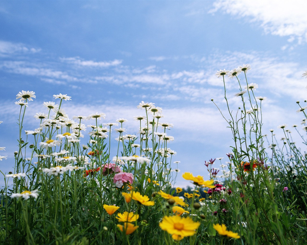 Blauer Himmel, weiße Wolken und Blumen Wallpaper #7 - 1280x1024