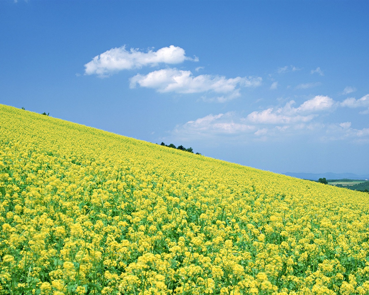 Blue sky white clouds and flowers wallpaper #9 - 1280x1024