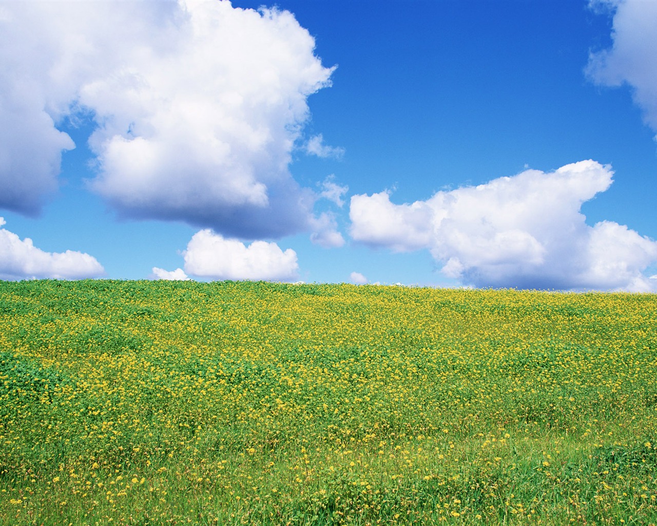 Blauer Himmel, weiße Wolken und Blumen Wallpaper #10 - 1280x1024
