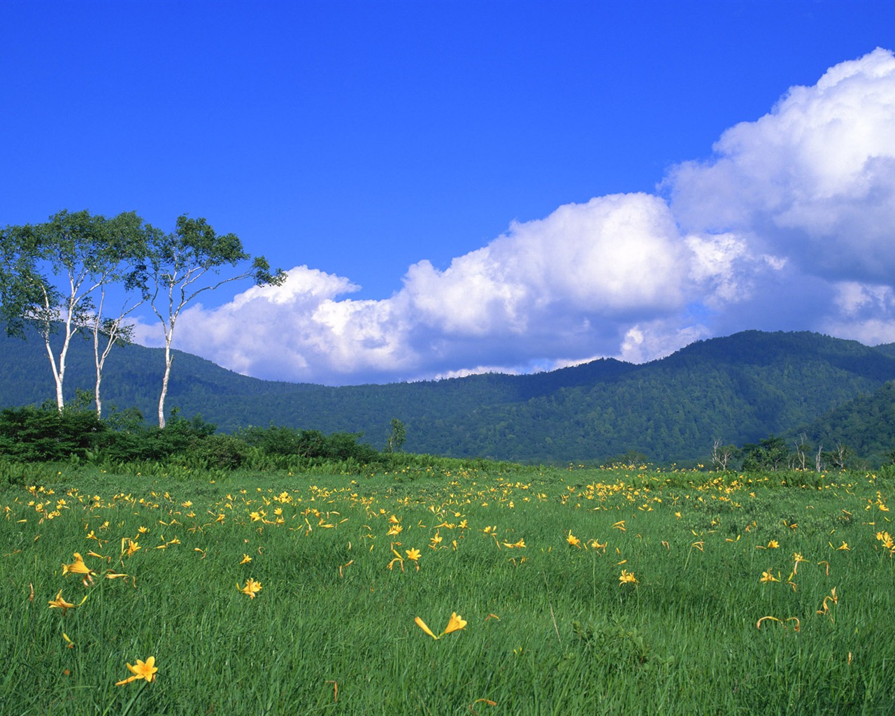 Blauer Himmel, weiße Wolken und Blumen Wallpaper #11 - 1280x1024