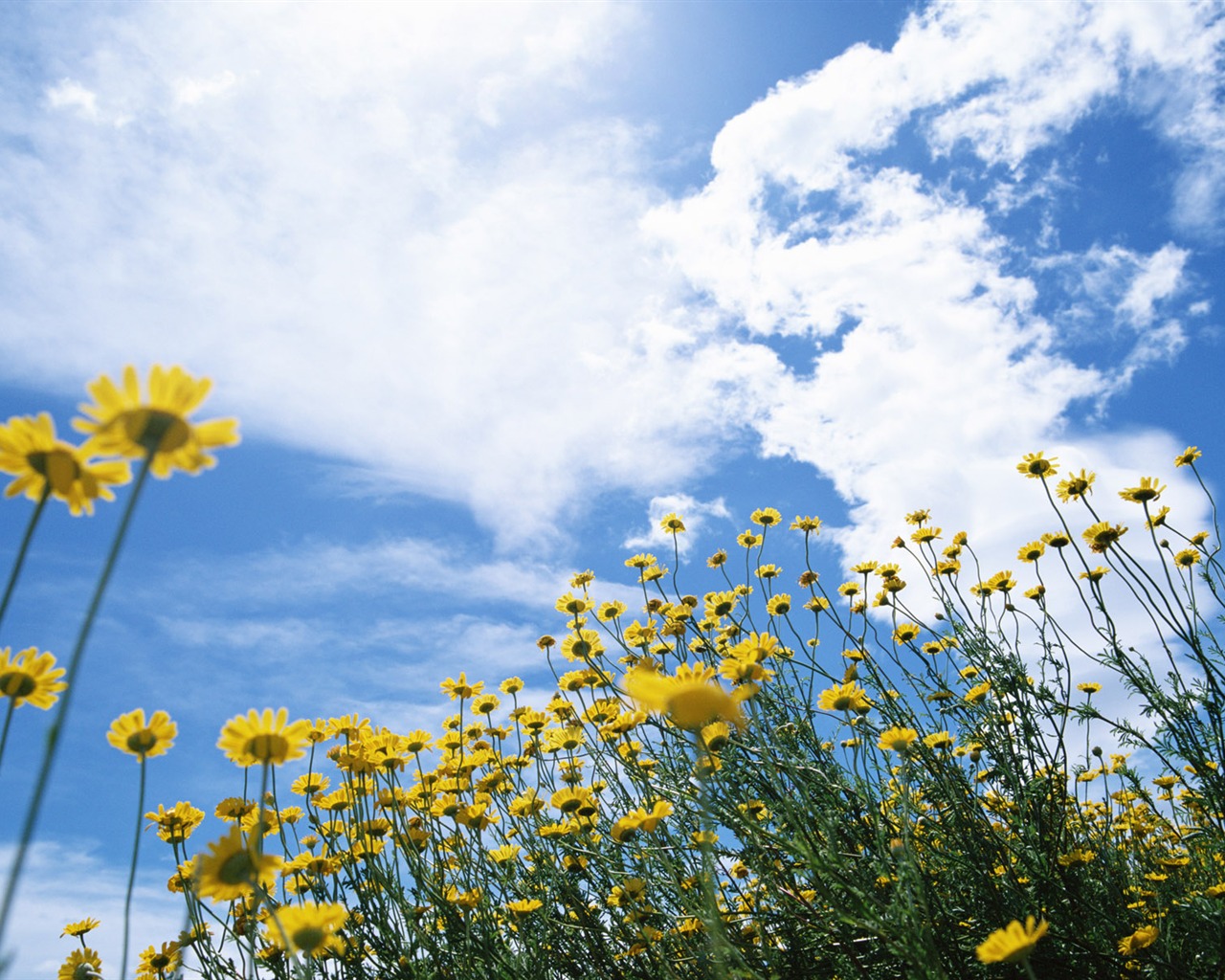 Blauer Himmel, weiße Wolken und Blumen Wallpaper #12 - 1280x1024