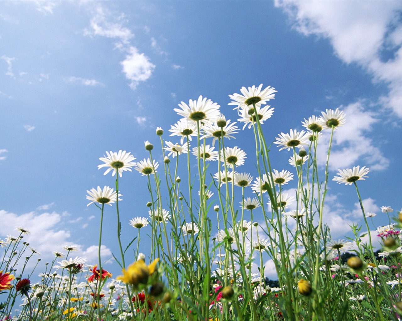 Blauer Himmel, weiße Wolken und Blumen Wallpaper #14 - 1280x1024