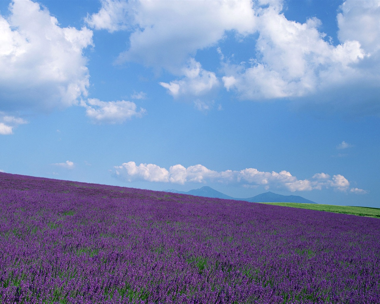 Blauer Himmel, weiße Wolken und Blumen Wallpaper #16 - 1280x1024