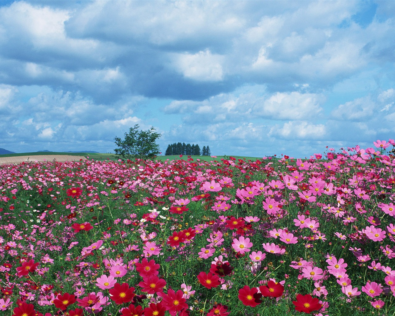 Blauer Himmel, weiße Wolken und Blumen Wallpaper #18 - 1280x1024