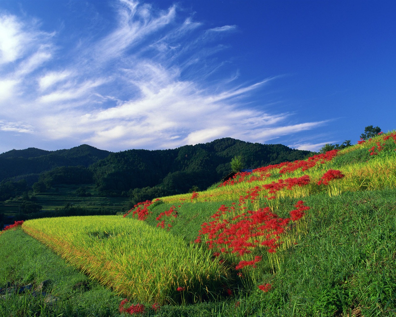 Blauer Himmel, weiße Wolken und Blumen Wallpaper #19 - 1280x1024