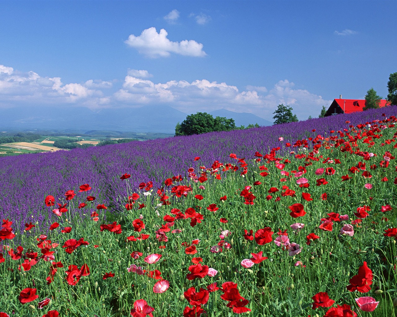 Blauer Himmel, weiße Wolken und Blumen Wallpaper #20 - 1280x1024