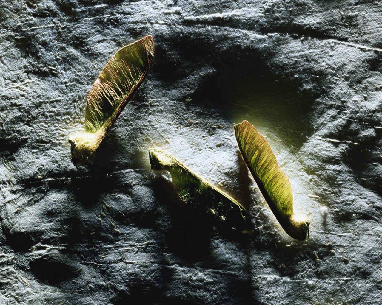 Millennium biological Wallpaper Album (2) #17 - 1280x1024