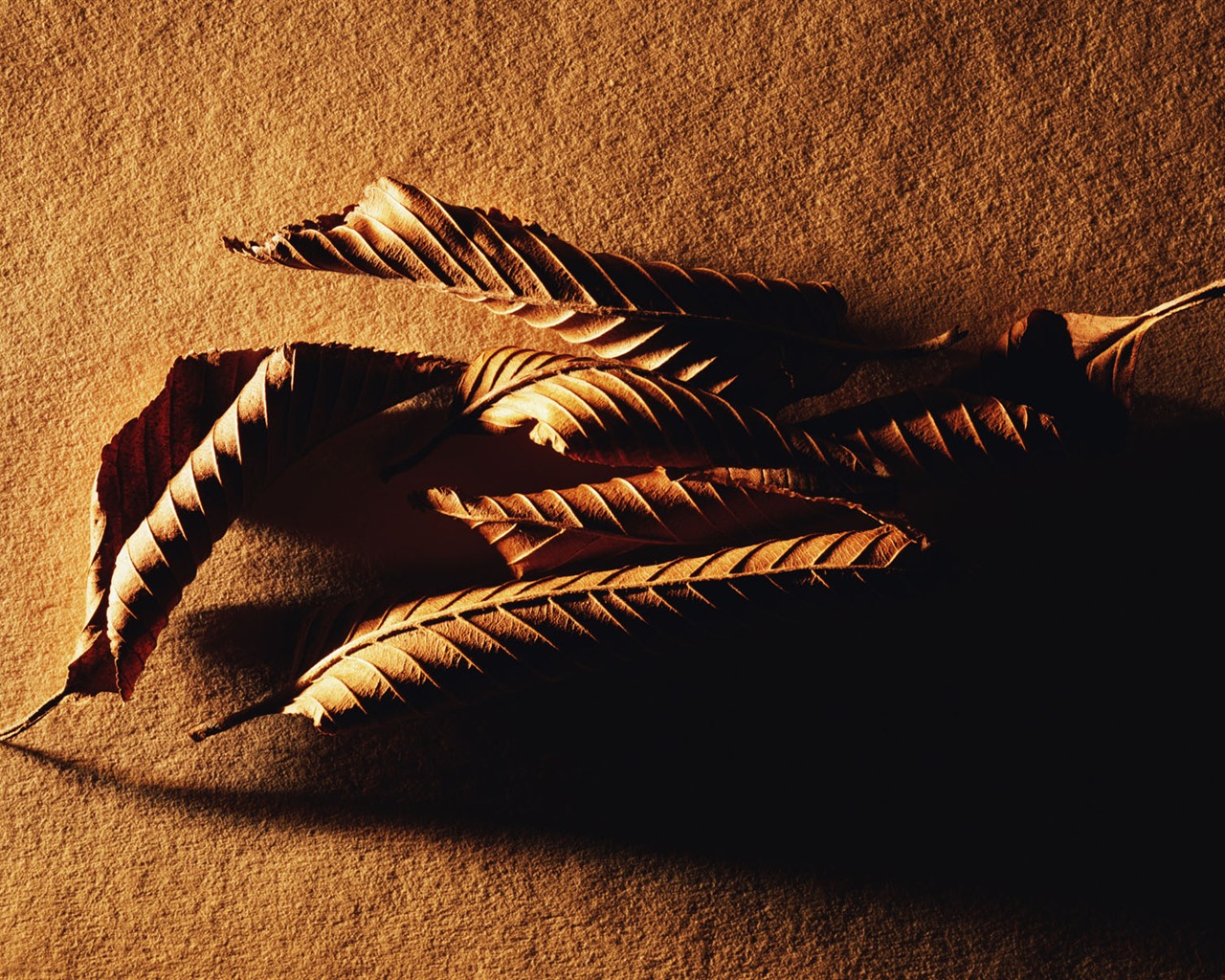 Millennium biological Wallpaper Album (2) #20 - 1280x1024