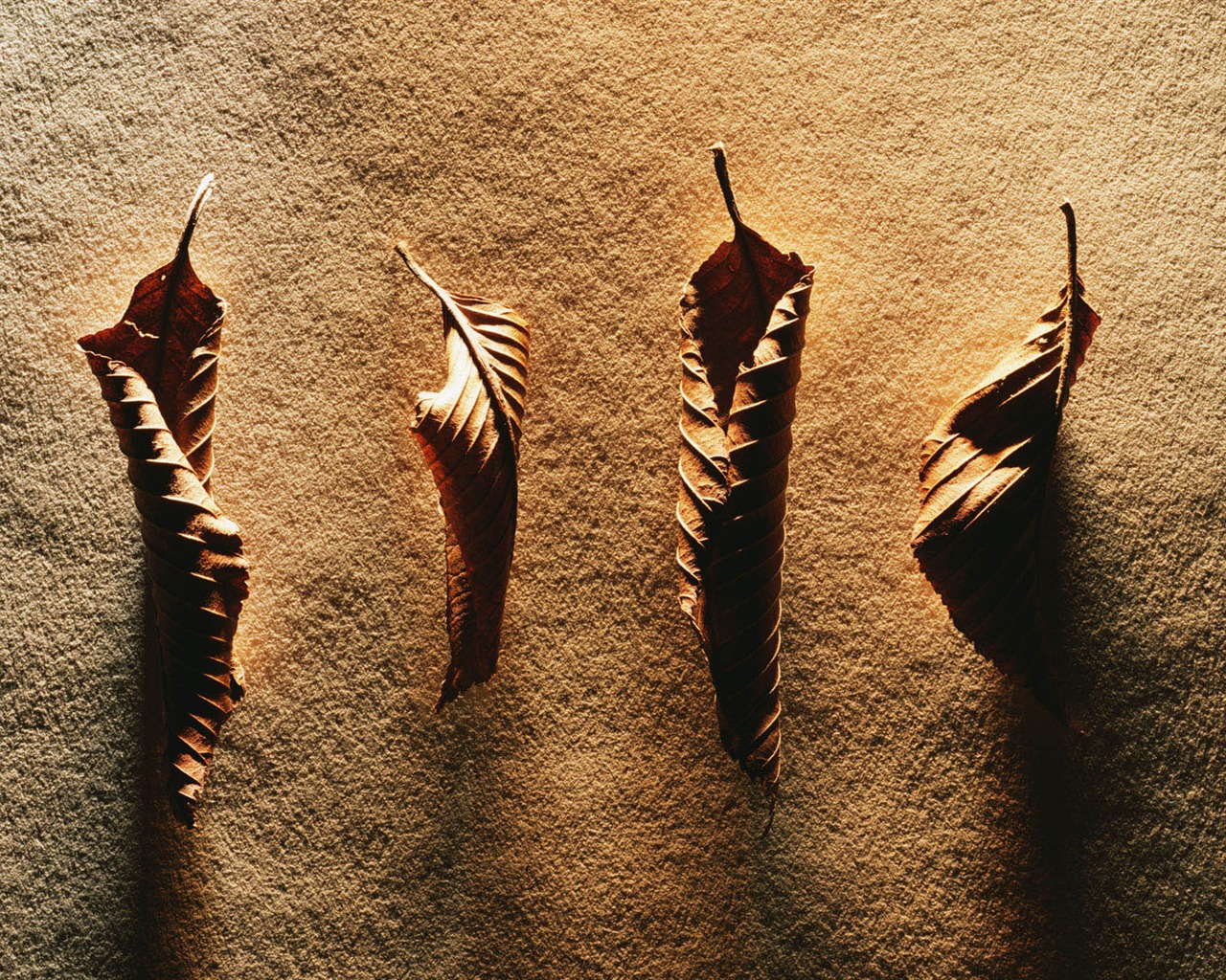 Millennium biological Wallpaper Album (2) #21 - 1280x1024