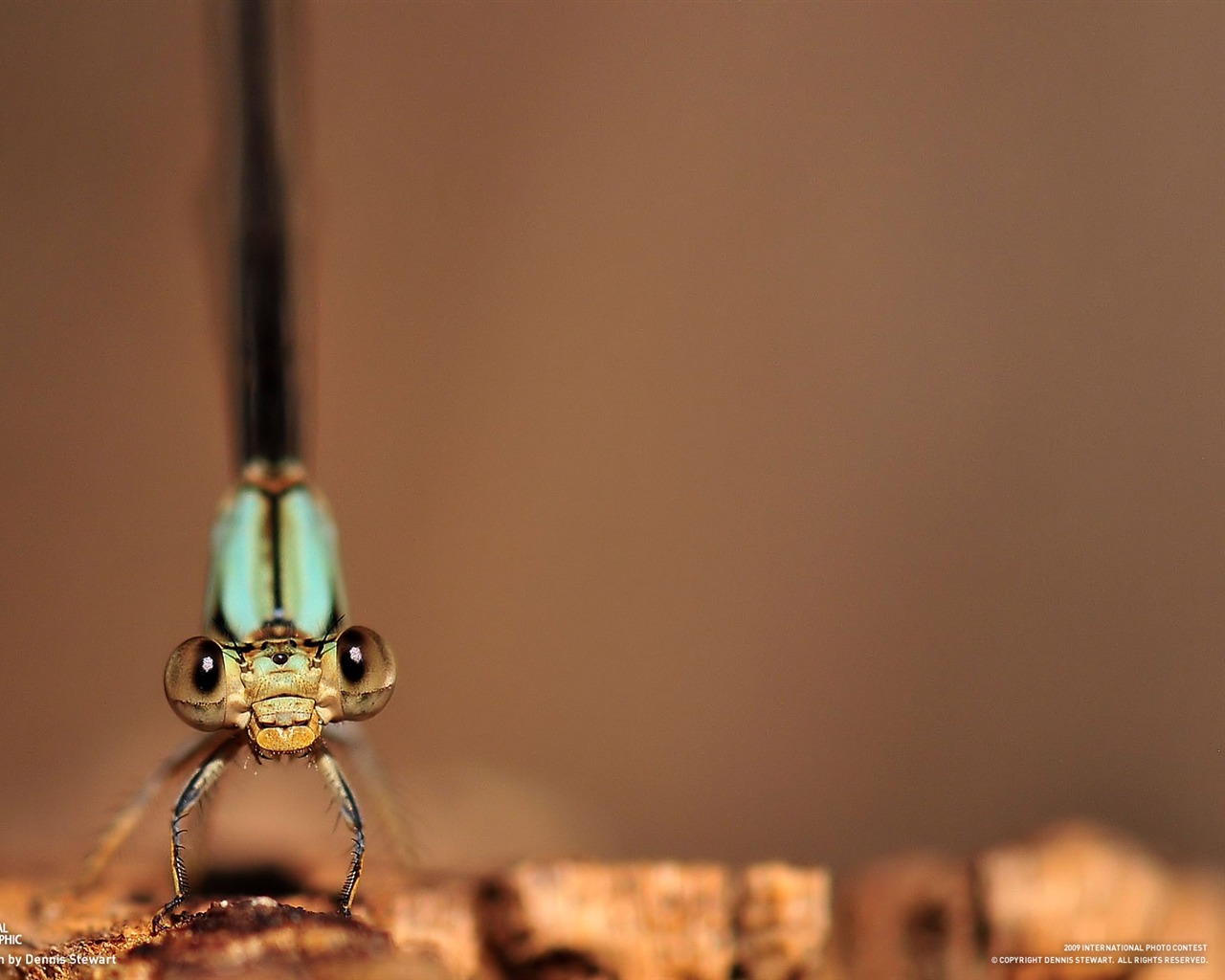 National Geographic Wallpapers Animal articles (1) #2 - 1280x1024