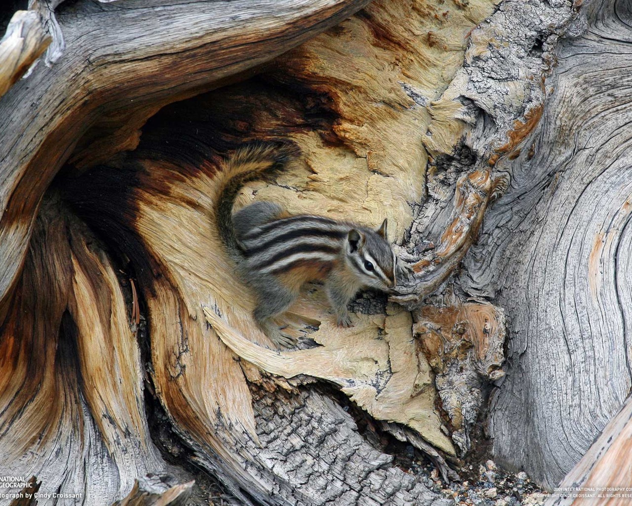 National Geographic Tapety zvířat články (1) #7 - 1280x1024