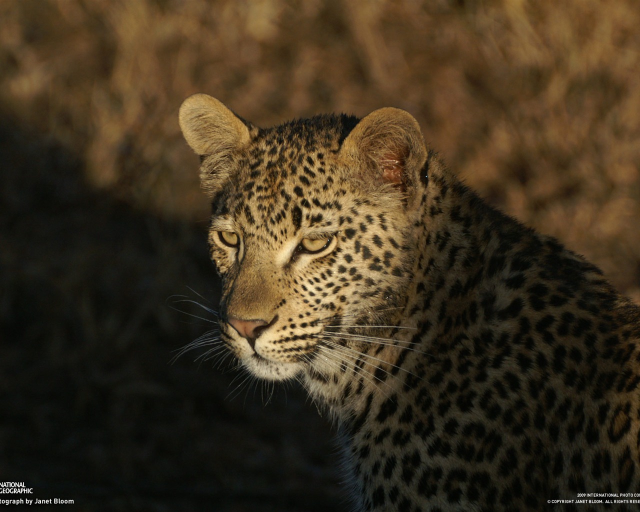 National Geographic Tapety zvířat články (1) #9 - 1280x1024