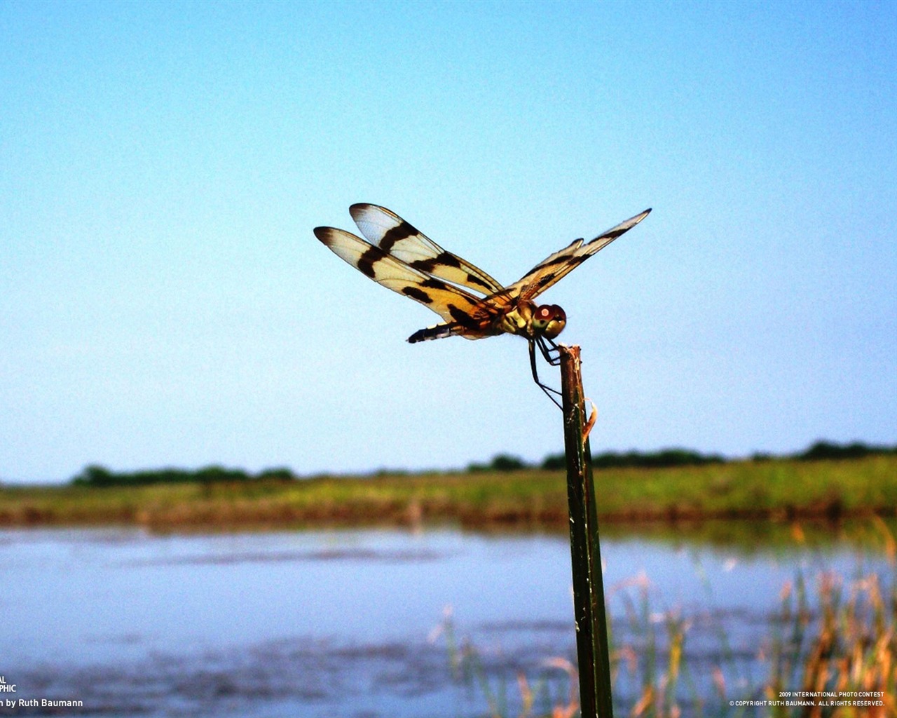 National Geographic Tapety zvířat články (1) #17 - 1280x1024