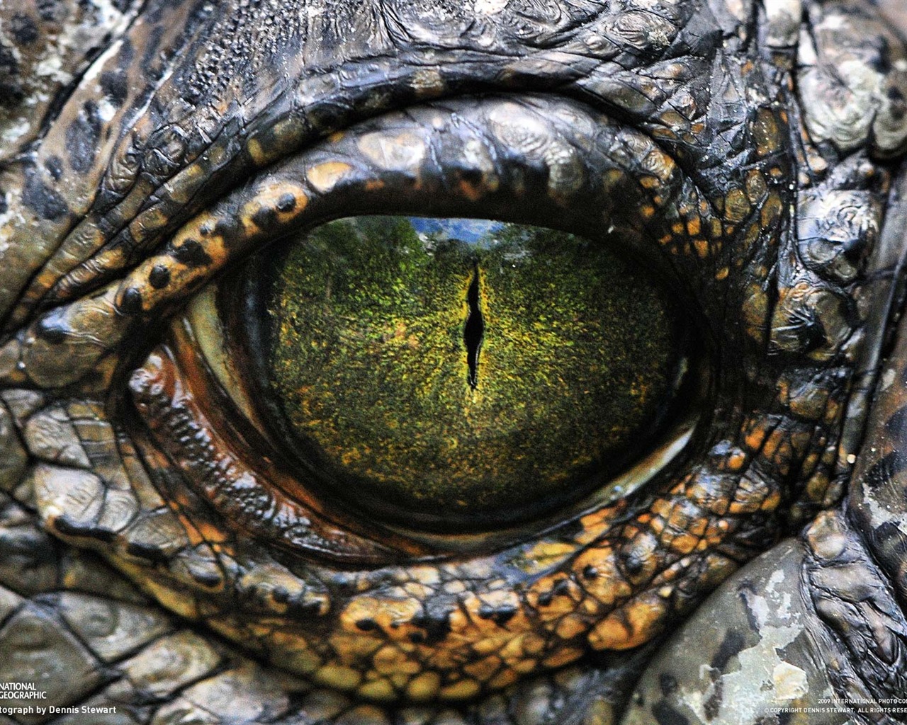 National Geographic Wallpapers Animal articles (1) #18 - 1280x1024